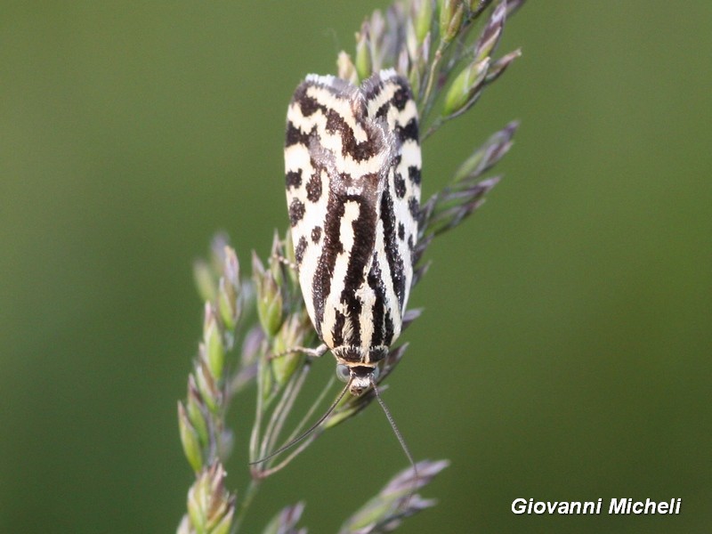 Acontia trabealis